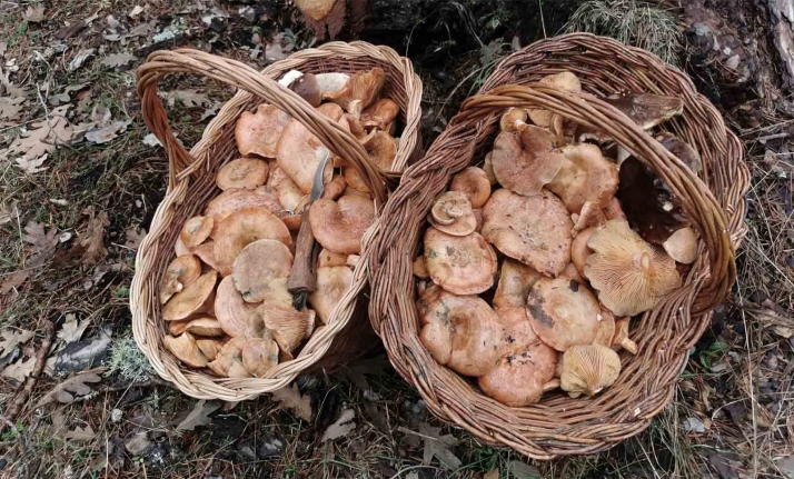 Detenciones por robos en un cajero y dos cajas de níscalos