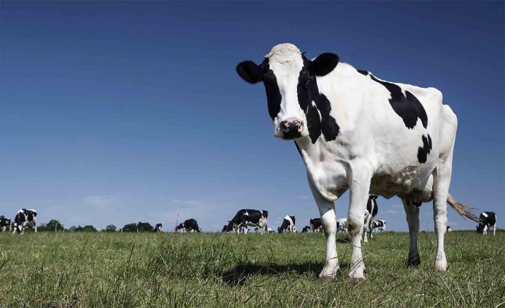 Inadmitida la solicitud de impacto ambiental para el sondeo de investigación de la vaquería de Noviercas 