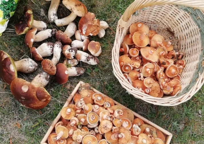 Así está siendo la campaña micológica en Soria y estas son sus previsiones