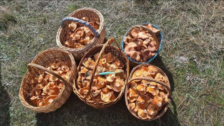 Previsión micológica en Castilla y León para este finde: Las setas de cardo y los níscalos resisten pese a la ausencia de lluvias