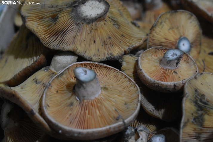 Así están los precios de los distintos tipos de setas en Soria