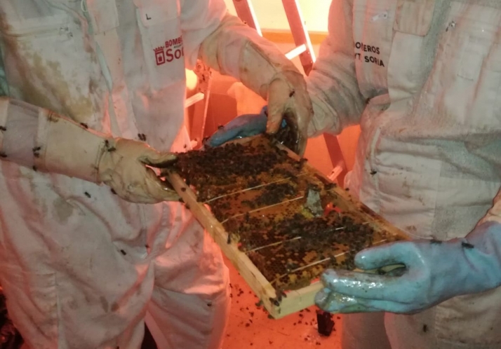 Retiran en Soria un enjambre con 30.000 abejas