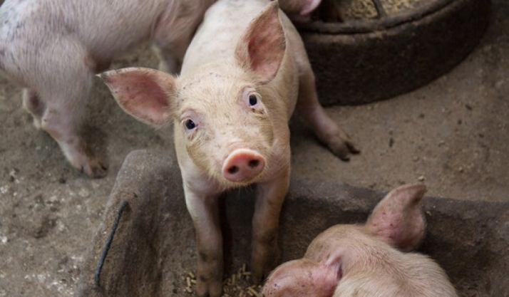 El porcino de Castilla y León estalla: Que nos dejen trabajar, que lo hacemos muy bien