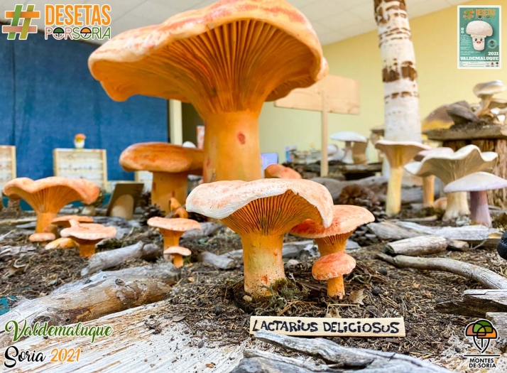 Las setas de Soria se van de excursión con un Tour de Otoño que llegará a más de 10 localidades