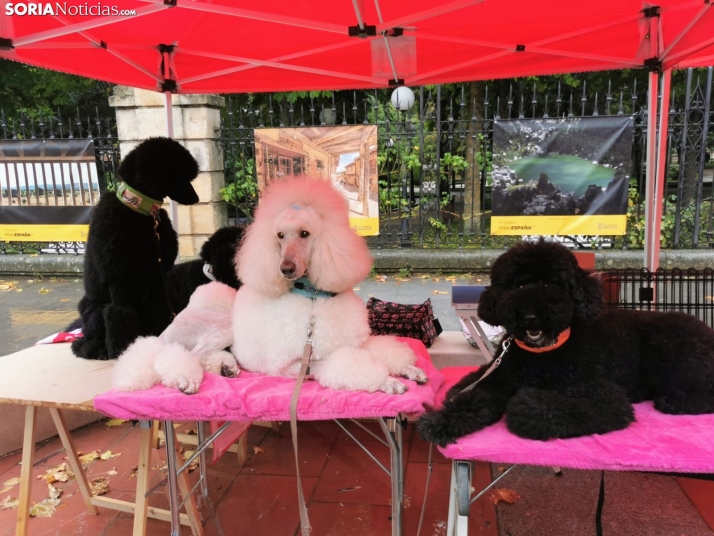 La lluvia impide la celebración de la I Feria de Mascotas de Soria