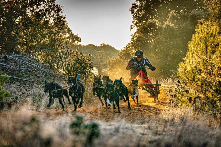 Los caminos de Ólvega y Matalebreras decidirán los próximos Campeones de España de Mushing sobre tierra