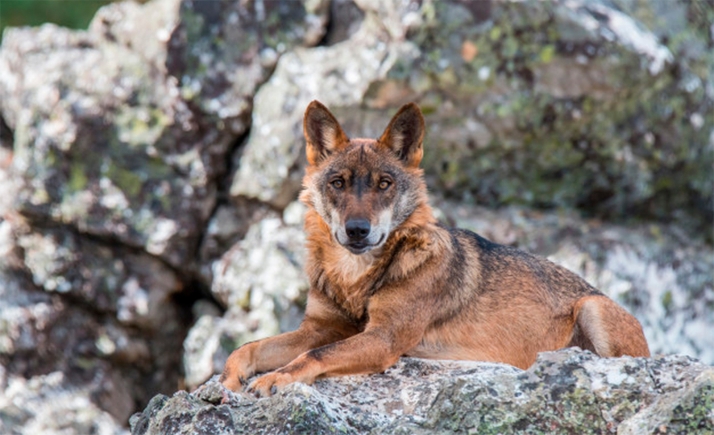 Castilla y León, Asturias, Cantabria y Galicia piden al Gobierno la retira dal del borrador de la estrategia sobre el lobo