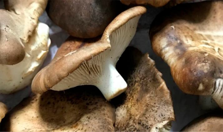 Así está la previsión micológica de Castilla y León para este fin de semana: Setas de Cardo, especie más fructífera 