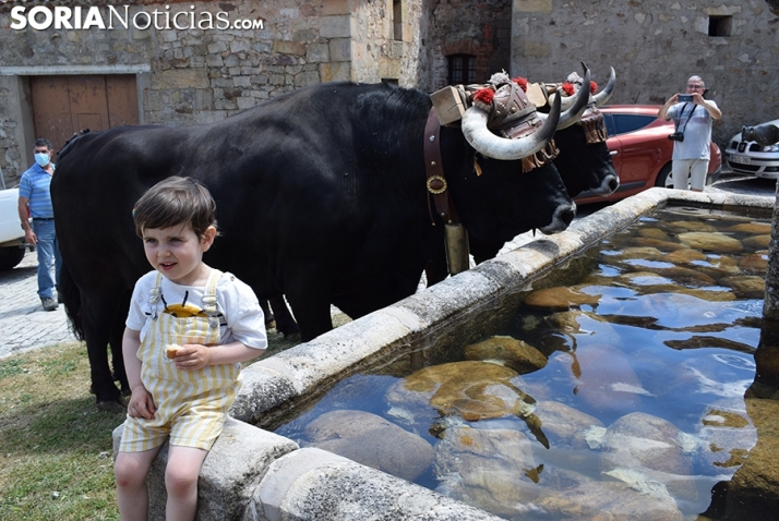 El Colodra 2021, para la Cabaña Real de Carreteros