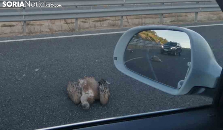 Aparecen muertos seis buitres en la SO-20