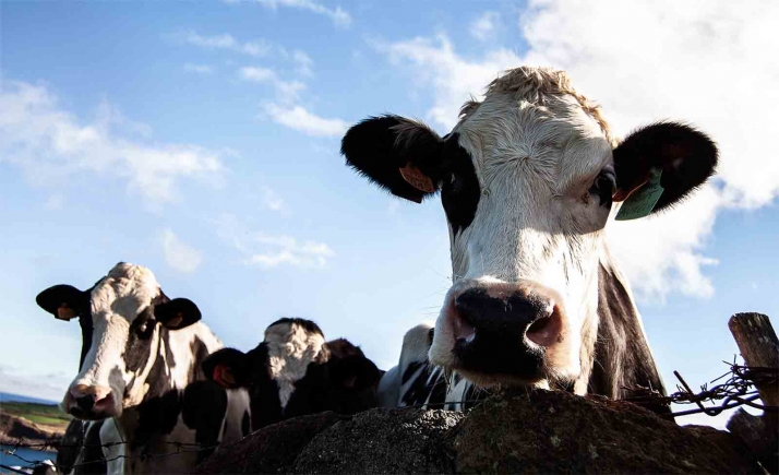 Cartas al director: ¿Alguien ha informado adecuadamente a la ministra Teresa Ribera sobre la vaquería de Noviercas?