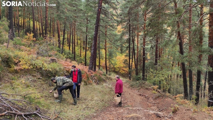 Soria espera superar los seteros de 2019: Por cada lugareño, hay un turista 