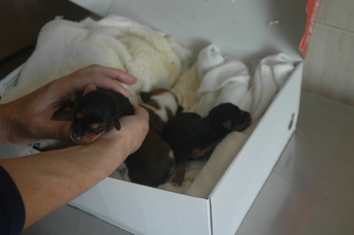 Un hombre de 77 años, investigado por abandonar tres cachorros recién nacidos
