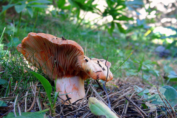 Setas en Castilla y León: especies que todavía fructifican y dónde encontrarlas