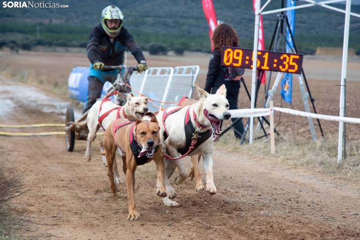 Galería: El espectáculo del Mushing conquista Ólvega