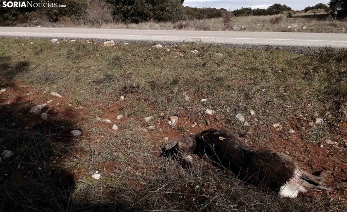 La Consejería de Fomento invertirá 310.000 € para señales luminosas de aviso de cruce de animales en carreteras
