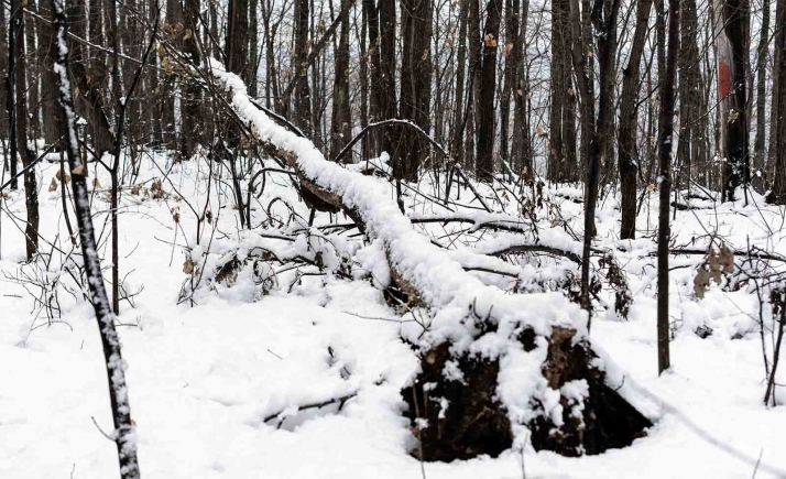 Convocadas ayudas regionales para la prevención de daños a los bosques por 30 M€