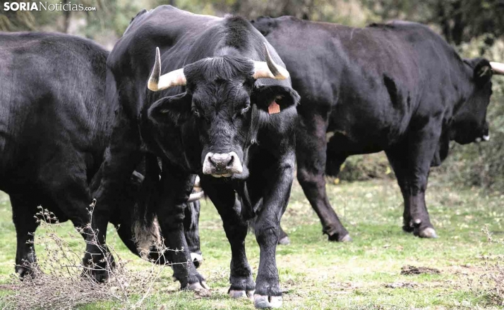 Ejemplares de la raza autóctona en un pastizal de la provincia. /María Ferrer