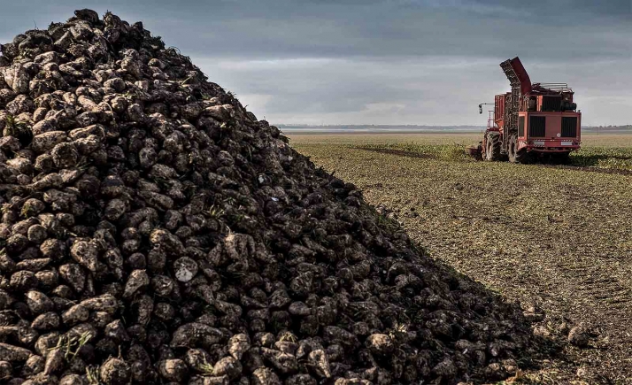 Los remolacheros de Castilla y León podrán recibir anualmente, entre 2023 y hasta 2027, cerca de 13 M€ en de ayudas asociadas