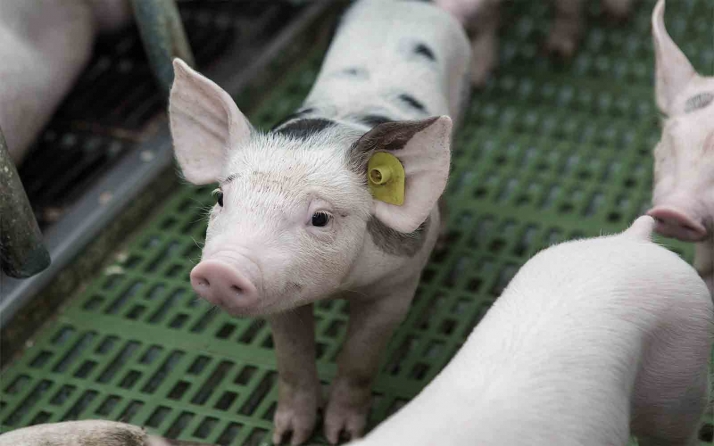 Autorizado el seguimiento arqueológico de la nueva ubicación propuesta para la granja de Recuerda