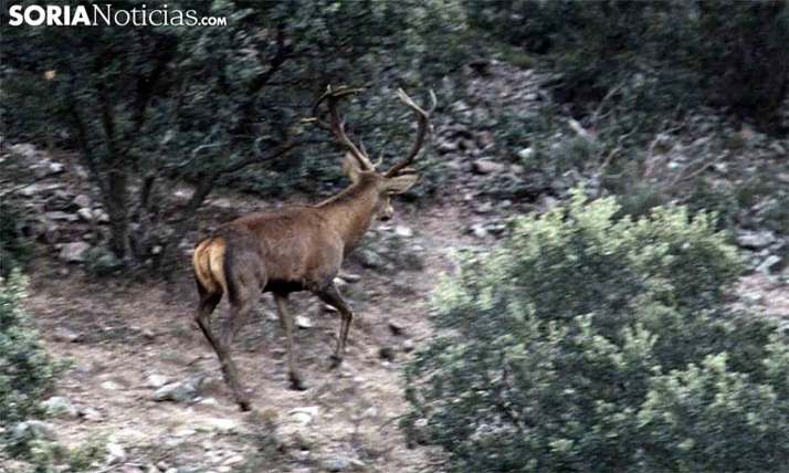La subasta para la caza en la Reserva de Urbión dependerá de la evolución de la pandemia