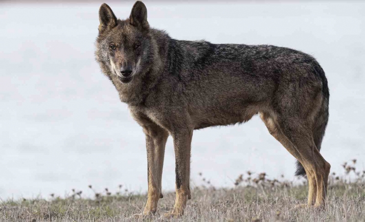 Denuncian la vulnerabilidad del ganadero frente al lobo por no estar garantizada la indemnización 