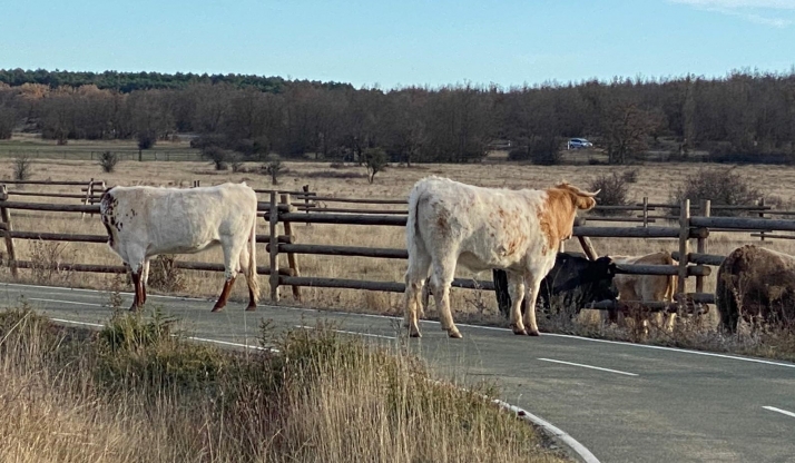 El PP reitera su queja por la presencia de vacas en la carretera de Valonsadero