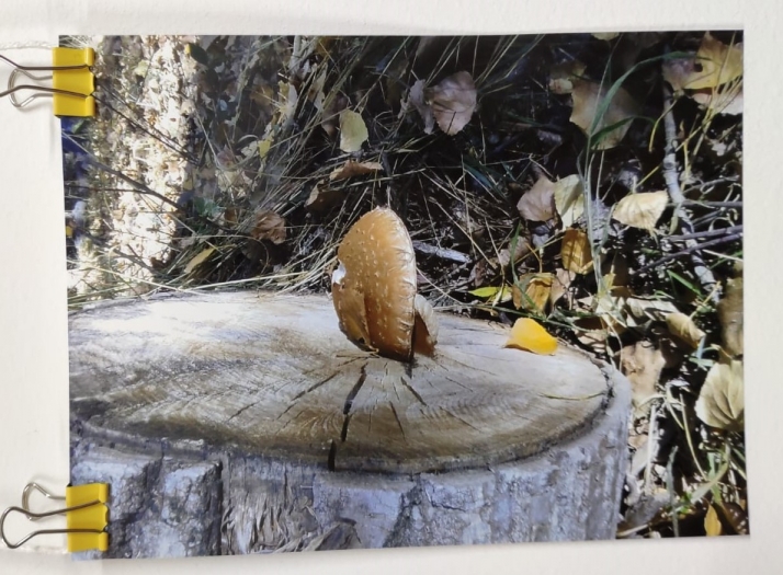 El I Concurso de Fotografía Micológica de Valdelagua del Cerro llega hasta Australia