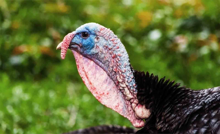 Declarado el primer foco de gripe aviar en especies domésticas en la provincia de Segovia