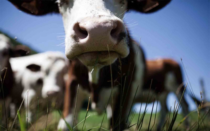 Levantada la suspensión para el aprovechamiento de los pastos afectados por el incendio de San Felices de los Gallegos, en Salamanca