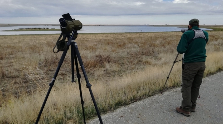 Las aves acuáticas invernantes se reducen de 100.000 a 60.000 en diez años en Castilla y León