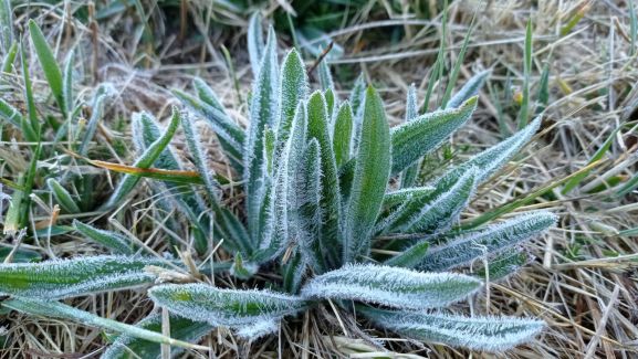 Mórón de Almazán alcanza esta madrugada los -8,7º C