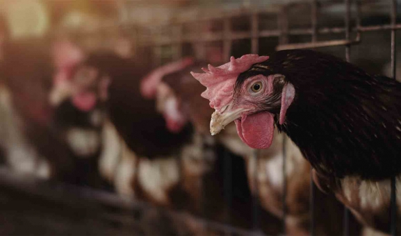 Castilla y León detecta un nuevo foco de gripe aviar en especies domésticas 