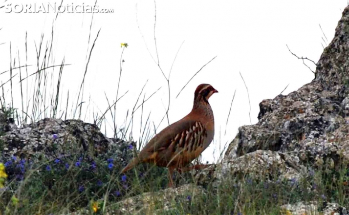 Declarado nulo el decreto que regula la conservación de las especies cinegéticas y su aprovechamiento sostenible 