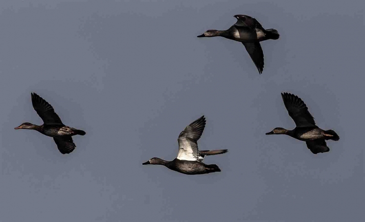 La Junta lleva detectadas 17 aves silvestres con gripe aviar