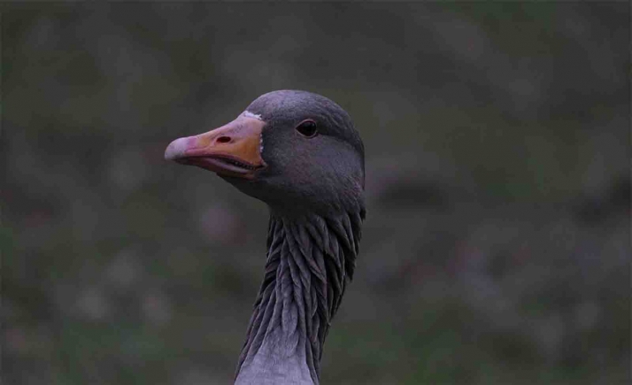 Las aves silvestres detectadas con gripe aviar en Castilla y León suman 18
