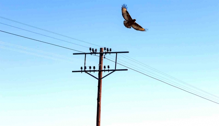 Castilla y León liderará la corrección de tendidos eléctricos peligrosos para la aves con 13,77 M€