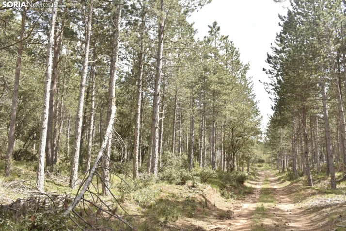 Castilla y León destina 6 millones de euros para la reforestación y creación de nuevas superficies 