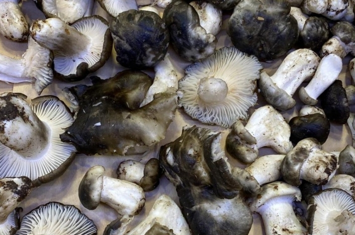 Soria estrena su Primavera Setera presumiendo de Parque Micológico