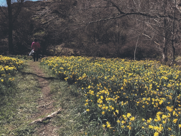 Ruta: la belleza del Cañón del río Talegones y sus narcisos