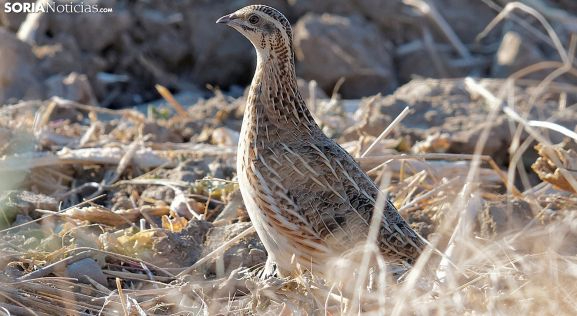 La Junta, en contra de catalogar a la codorniz como especie en peligro de extinción