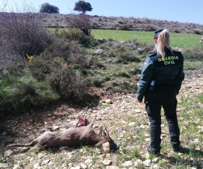 En menos de un mes se detectan 5 furtivos en los montes de Soria