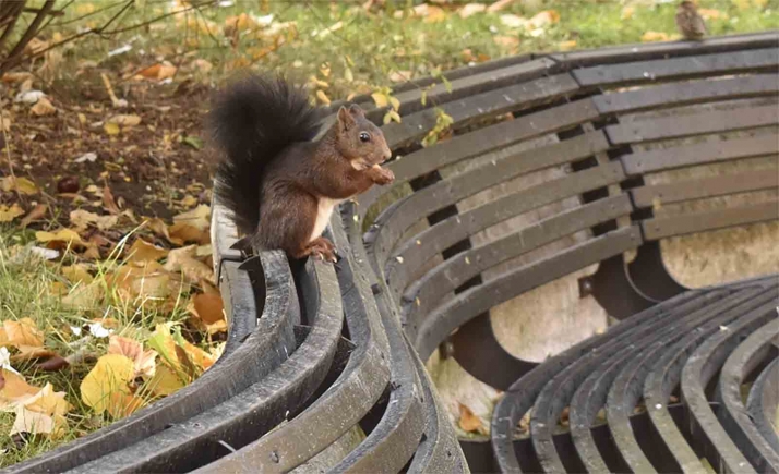 Soria, reconocida como kilómetro cero de la gestión mundial forestal por el Comité del Corredor Biológico Mundial