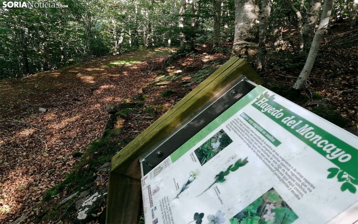 Variado programa de actividades este puente en Ágreda