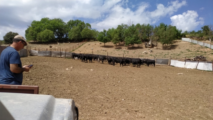 Así son los toros de la Saca 2022: A Soria no se puede llevar cualquier cosa