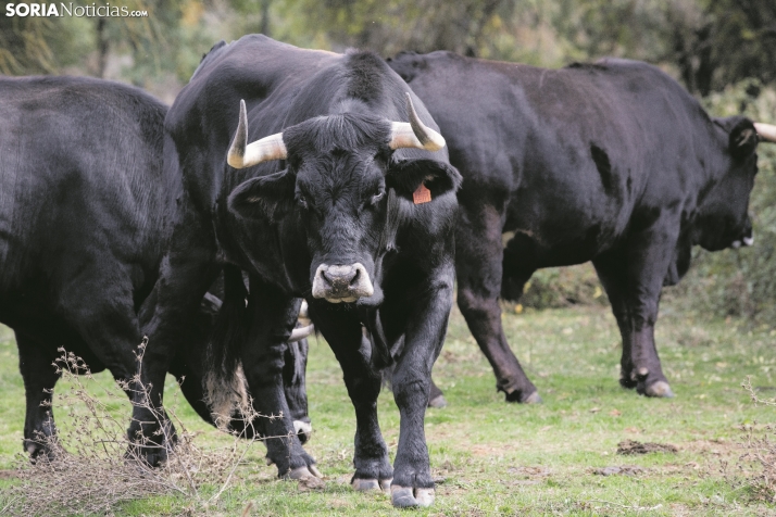 Agricultores y ganaderos recibirán 4.856 millones de euros de las ayudas directas de la PAC 2022