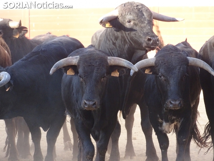 San Juan. Soria. Desencajonamiento 2022