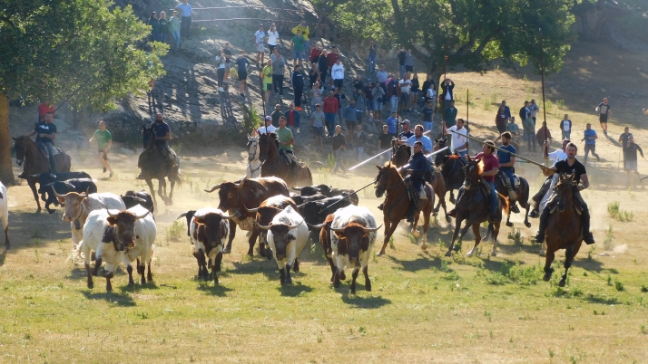 3+1+8 Los novillos de La Saca ya están listos en Valonsadero