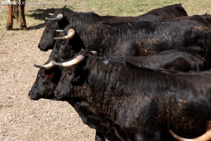 Fallece uno de los novillos de La Saca por una timpanización