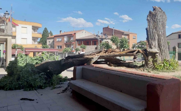 El viento derriba el tilo centenario de Tardelcuende